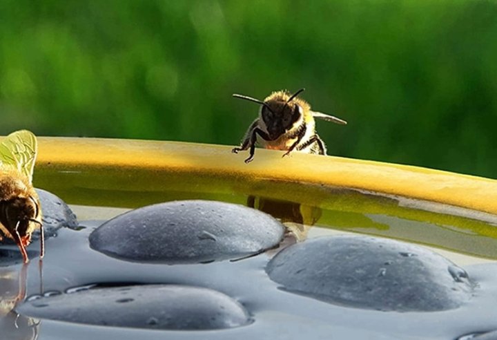 Blog: How to attract bees to your garden