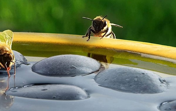 Bee drinking from water bath