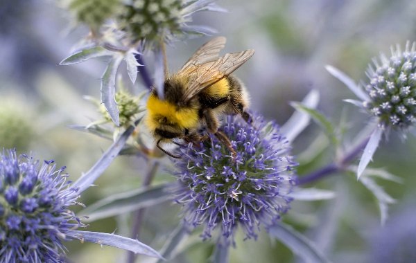 What are the best plants for bees?
