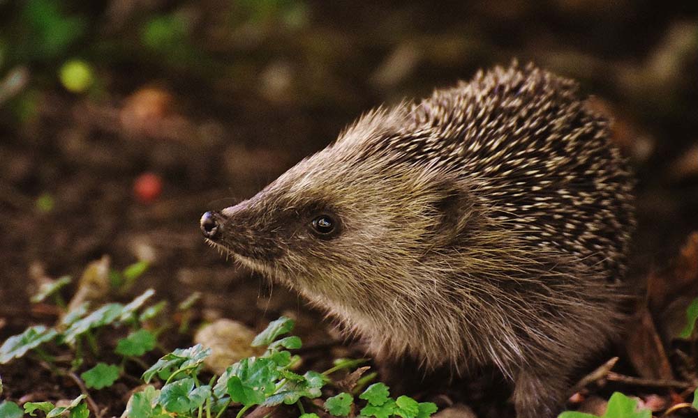 Make your garden hedgehog friendly
