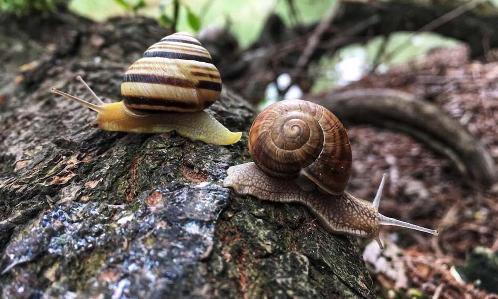 Create a snail haven